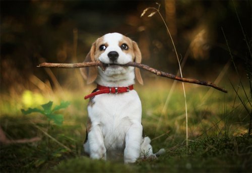 animalrates:  animal rates?