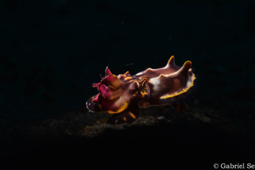 flamboyant cuttlefish