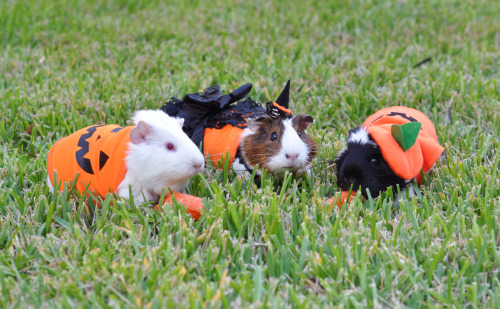 Photo credit: Kelsey. The one wearing our Halloween dress is Nancy, a guinea pig rescued by Austin G