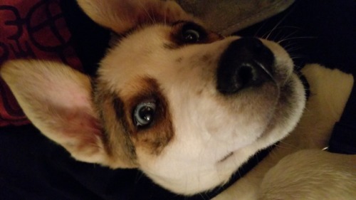 My goofy little rescue