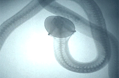 brainsx:  X-ray of a snake swallowing an egg 