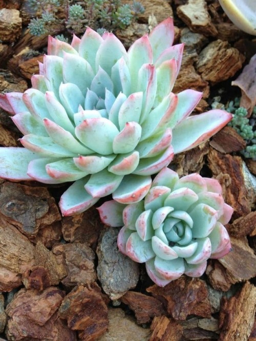 Pastel succulents are so pretty!!!