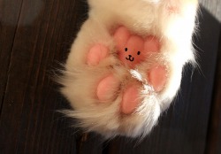 genderoftheday:  Today’s Gender of the day is: A cat paw that looks like a teddy bear. 