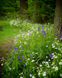 allthingseurope:  Berrygrove Woods, England