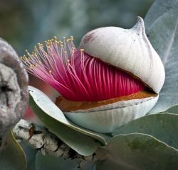 kamasitra:The bud of a Eucalyptus flower opening up/ cap being removed.