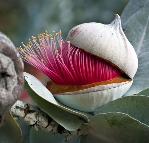 kamasitra: The bud of a Eucalyptus flower opening up/ cap being removed. (photo by Peter Nydegger)