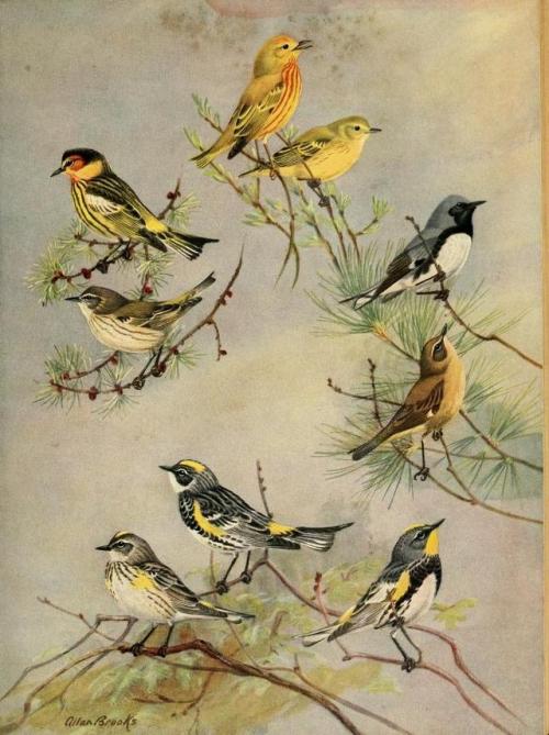 onbooksandbirds:From Birds of Massachusetts and other New England States by Edward Howe Forbush (192