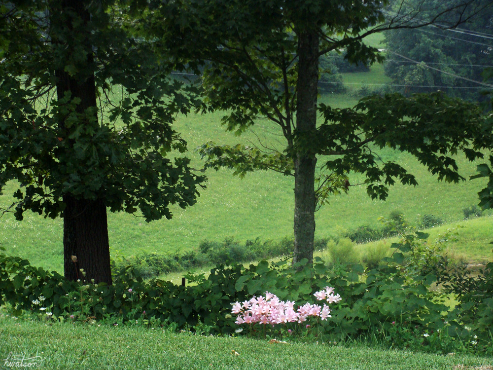 hvllucinvtion:  paleception:  plantsyi:  beeleaff:  Plant/Green  nature &amp;