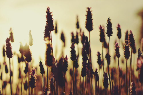 floralls:  Lavander by Javier Canale