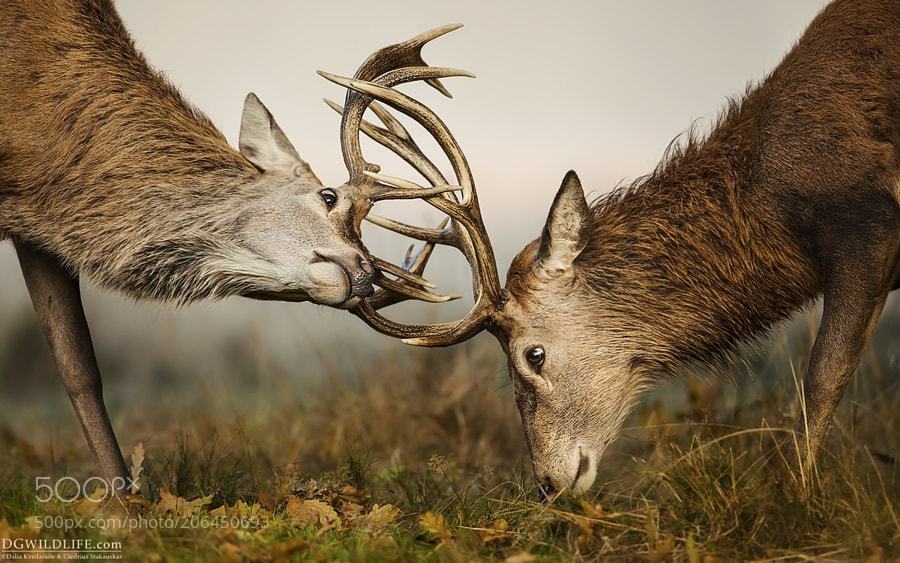 geyik on Tumblr