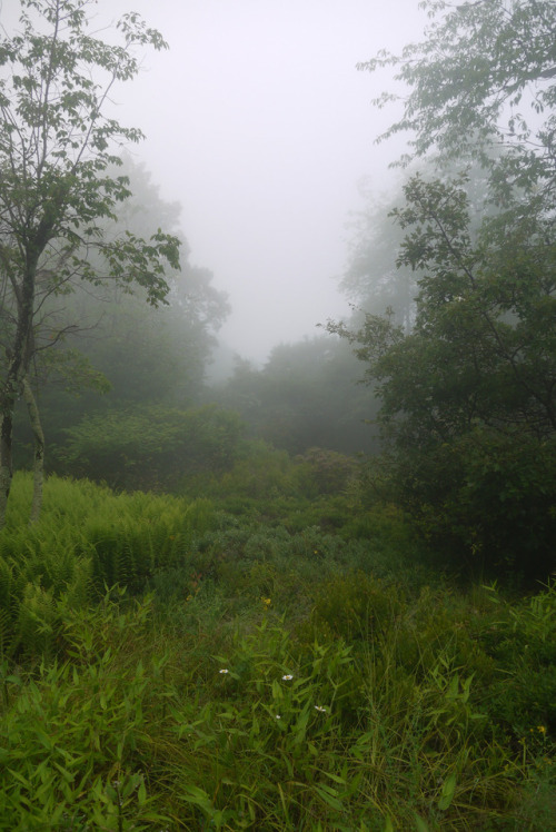 Sams Point in the Fog by WhatsAllThisThen