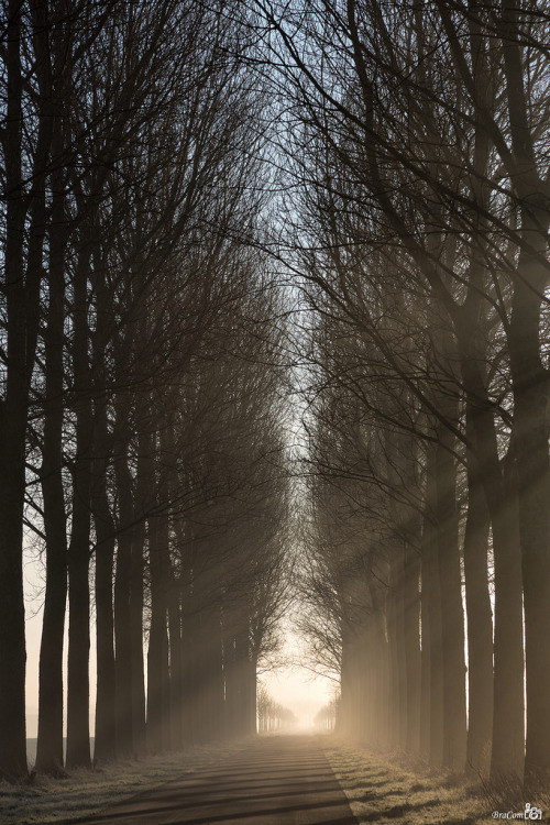 ikimono-inc:  Morning light (by BraCom (Bram))