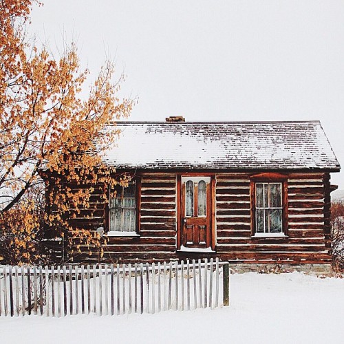 simply-divine-creation:Lily Rose