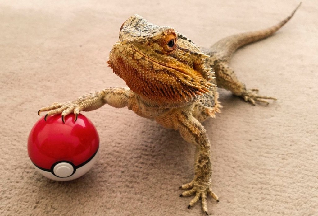 catsbeaversandducks:  Meet Pringle: The Little Lizard with a Big Personality Photos