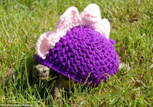 thefrogman:Tortoise cozies crocheted by Katie Bradley [etsy]