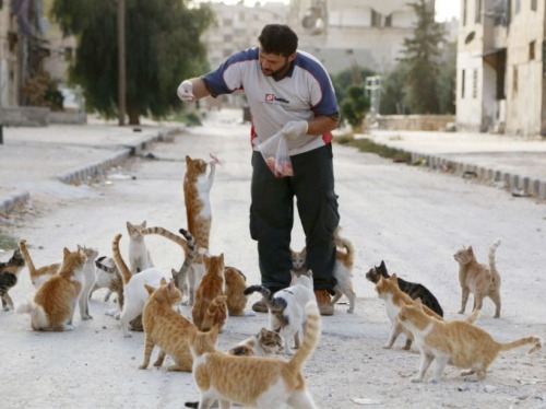 catsbeaversandducks: Alaa, an ambulance driver, feeds cats in Masaken Hanano in Aleppo. Alaa buys ab