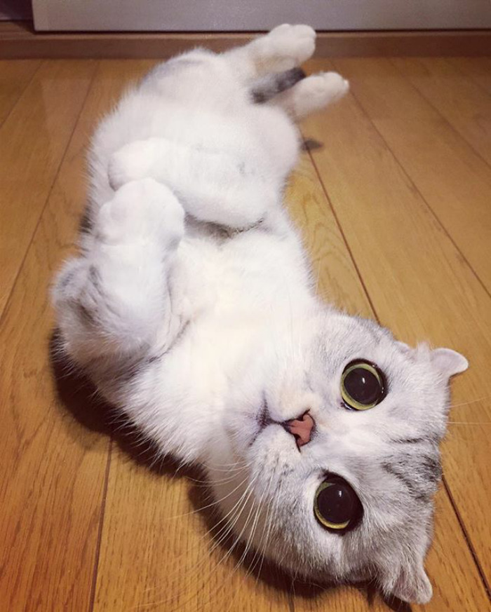 culturenlifestyle: Instagram Is Obsessed With This Adorable Kitty With Huge Eyes