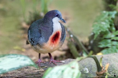 libutron: Luzon Bleeding-heart Pigeon - Gallicolumba luzonica  The characteristic feature of the shy