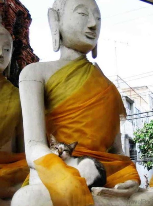 I’ve always been surrounded by Buddhism because of my family. So when I saw this, it was amazi