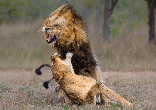 earthlynation:  (via 500px / Lion Aggression by Wim van den Heever)