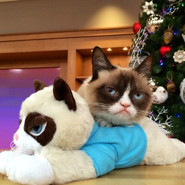 30 minutes until Grumpy Cat's @QVC debut. #ChristmasInJuly #WorstChristmasEver