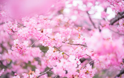 blooming against the bald winter 3 by torne (where&rsquo;s my lens cap?) on Flickr.