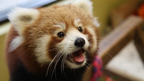 vondell-txt:the red panda is an unbelievable animal i cannot believe it graces our world