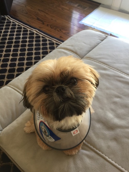 awwww-cute:  My puppy just got neutered…backwards cone of shame (Source: http://ift.tt/1CwivTt)