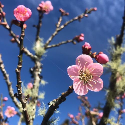 #ume #blossoms ⁣ ⁣ #PrunusMume #vulturehill⁣https://www.instagram.com/p/CKUfHKzlGWd/?igshid=ws9lej