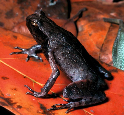 frogs-from-bogs: Ophryophryne gerti, source: x