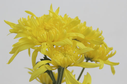 khiare:  perks of working with flowers for your art project is that you get to be surrounded by incredibly beautiful, happy, yellow things 24/7