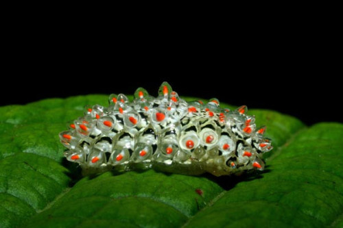 Jewelled Caterpillars via sciencecenter: porn pictures