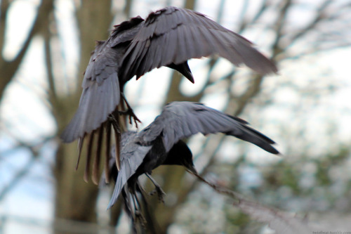 twistbeat:So, these are the kind of shots I usually try to go for when taking pictures of the crows flying. As you can see they’re typically at a good angle but slightly out of focus. It’s unfortunate, but they make excellent reference shots if you’re