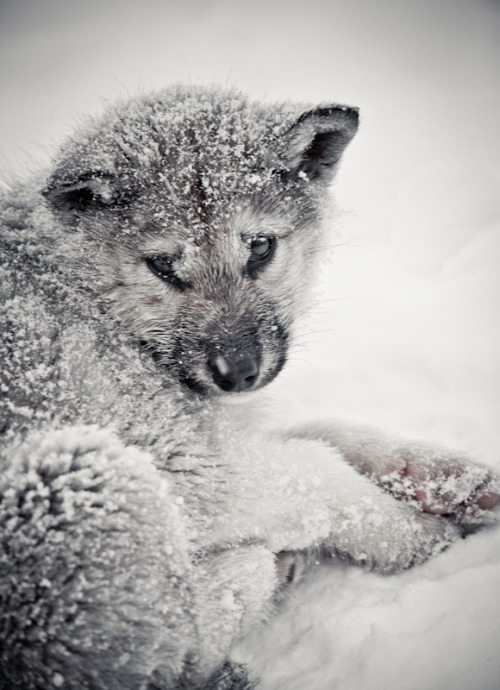 Snowy By Hrund Thorsdottir