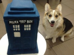 cthulhuthecorgi:  I made a Tardis cookie