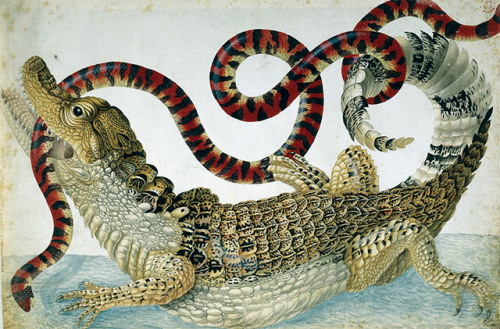 emigrejukebox: Maria Sibylla Merian: Spectacled caiman fighting with a coral pipe snake, ca. 1701-17