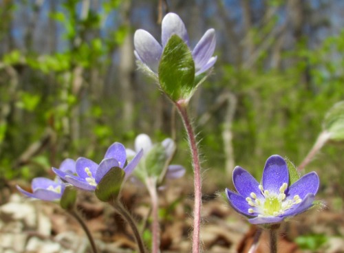 Hepaticas can be pink or white or pale blue, but sometimes they’re like this. I love when they’re li