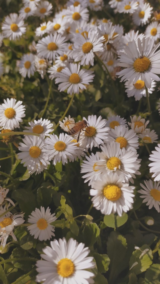 They Tell Me That I'm Crazy, But I'll Never Let 'em Change Me/'Til They Cover Me In Daisies, Daisies,