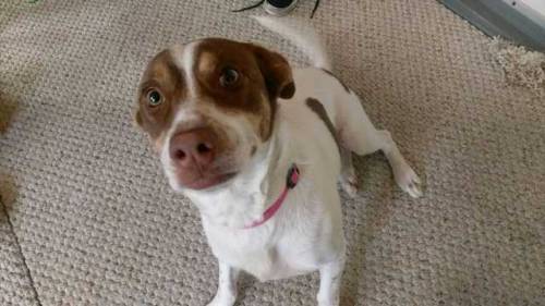 Can I join the doggo brigade?This is Mae. I don’t know what she is(alphawyrm)  i know what she is. she’s perfection