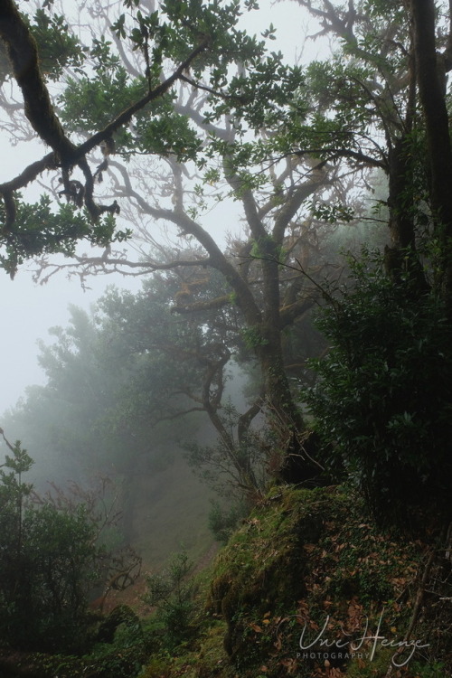 uwhe-arts:cloudforest - laurisilva fanal | uwhe-arts