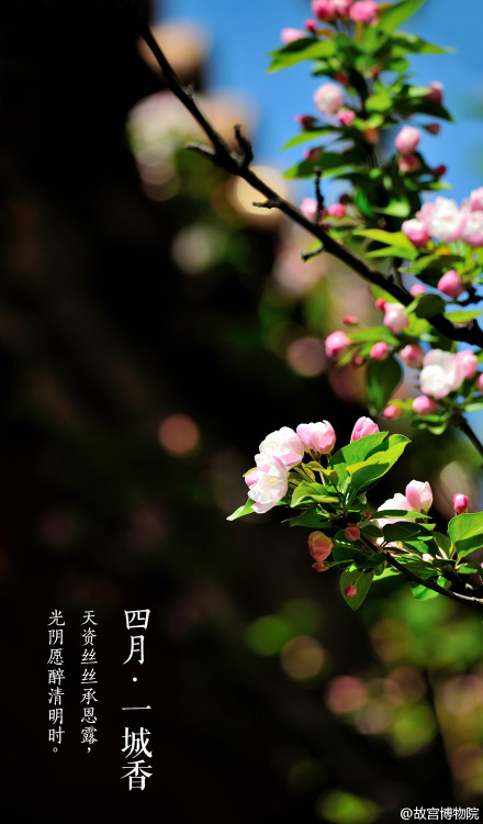 April, spring, chinese small apple blossoms, the Forbidden City. By 故宫博物院.