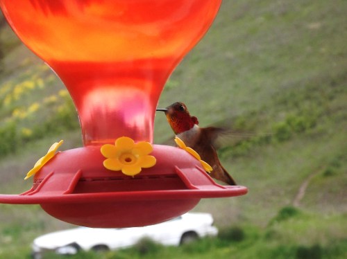 Male Rufous Hummingbird Eureka, Montana.