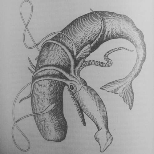 #seamonsters #oldbookillustration  #engraving #giantsquid #spermwhale