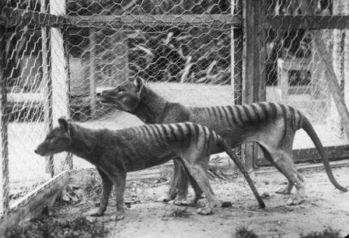 rapax-anamalia:  Pictures and a few videos are all that remain of the now extinct Thylacine, or Tasmanian Tiger.  The last Thylacine died in the Hobart Zoo of exposure in 1935 The rest of its species was hunted into extinction by European settlers. 