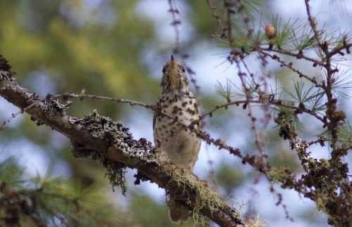 birdsandbirds: Hermit ThrushBloomingdale BogBloomingdale, NY