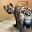 hyenaknot