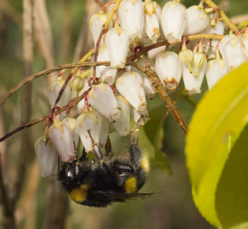 Don&rsquo;t worry, bee happy!