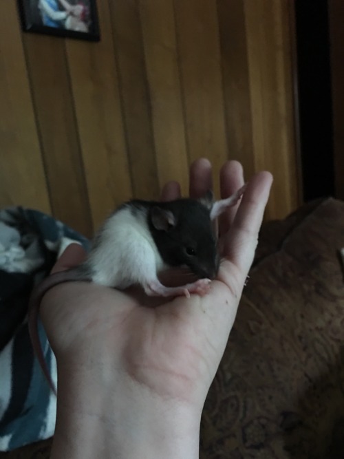 Baby boys! Black and white is named Fry. Mr. Sock Feets doesn&rsquo;t have a name yet. I can&rsquo;t