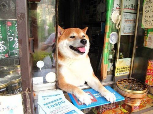 babyanimalgifs: Shiba lives and is “employed” at a little cigarette shop in Japan. he opens the window and greets customers