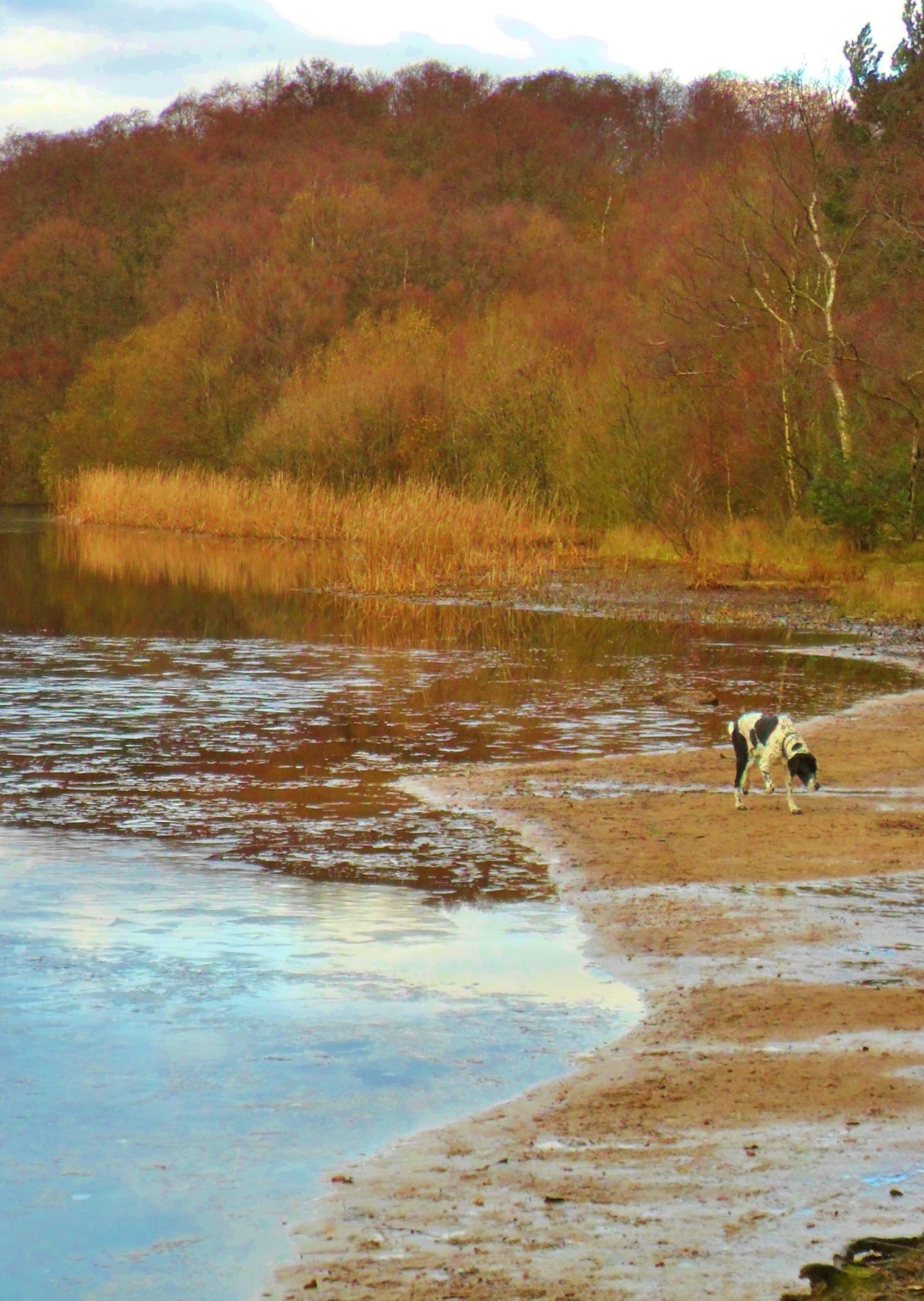 vwcampervan-aldridge:  Dog investigating the ice, Bracebridge Pool, Sutton park,